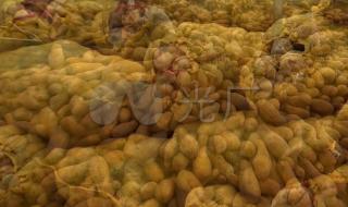 山东蔬菜批发市场 山东蔬菜批发市场